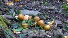 Quýt thối quả và rụng tại vườn nhà người dân xã Quang Thuận, huyện Bạch Thông. 