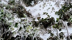 Mù Căng Chải xuất hiện băng giá