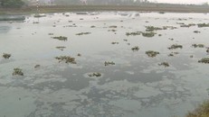 Sông Cửu An ô nhiễm nặng ảnh hưởng nghiêm trọng đến sinh hoạt và sản xuất