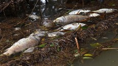 Cá chết sông Phủ