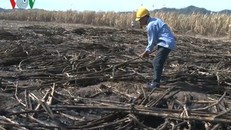 Nỗi lo mía cháy ngày càng lớn vì dã vào mùa khô