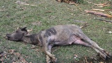 Điện Biên 400 con gia súc bị chết rét