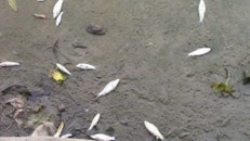 Cá chết trên rạch Tây Ninh