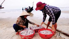 Ngư dân Thừa Thiên - Huế vươn khơi chuyến biển đầu năm Mậu Tuất trúng đậm cá khoai