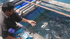 Nuôi cá bớp khu vực đảo Hòn Chuối