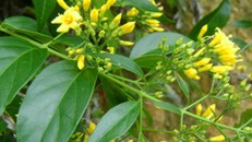 Lá ngón loại cây mà Y.P đã ăn để tự vẫn (ảnh minh họa, nguồn - internet).