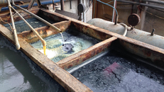 Công ty may AOCC ngang nhiên xả thải gây ô nhiễm môi trường 