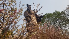 Hoa anh đào nở rộ và khoe sắc rực rỡ trong ngày khai mạc lễ hội