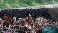 Xương lợn, xách bò ngập đường, giòi bọ lúc nhúc