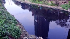 Nhuệ Giang đang ô nhiễm trầm trọng