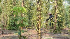 Người dân trồng xen cao su và nỗ lực cứu diện tích tiêu còn lại.