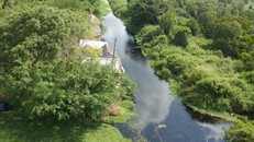 Một góc rừng tràm U Minh Hạ.