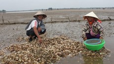 Vợ chồng ông Phạm Ngọc Dũng, chủ bãi nghêu ở xã Cẩm Lĩnh đứng trước khối tài sản đang chết