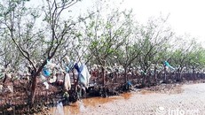 Hơn 5km chiều dài rừng phòng hộ ven biển đầy rác bám chặt trên ngọn cây, cành cây