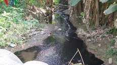 Nước rỉ từ bãi rác Khánh Sơn gây ô nhiễm môi trường cho người dân khu vực.