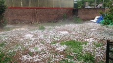 Mưa đá trắng xóa vườn nhà dân