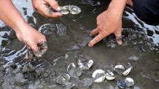 Nghêu Bến Tre chết không phải do dịch bệnh. Ảnh: TTXVN