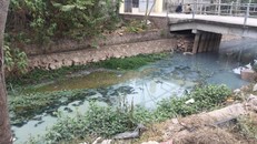 Công ty cổ phần Phú Lân xả thải gây ô nhiễm môi trường, ảnh hưởng nghiêm trọng đến đời sống sinh hoạt và sản xuất nông nghiệp của người dân xã Đại Thắng (huyện Phú Xuyên, Hà Nội).