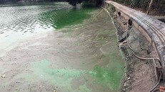 Các biện pháp xử lý tảo của Công ty Thoát nước Hà Nội dường như không đem lại hiệu quả như mong muốn. Sáng 23/4, lớp tảo này xuất hiện nhiều ở góc hồ Hoàn Kiếm phía đường Đinh Tiên Hoàng. 