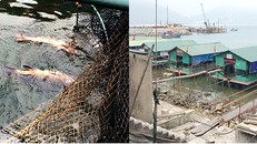 Cá và mực tại các nhà bè chết hàng loạt ở Vũng Áng 