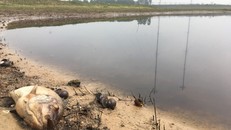 Cá, ốc chết ven hồ bốc mùi hôi thối tại địa điểm giáp với cánh đồng Lò Than
