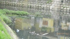 Con kênh chùa Cầu đục ngầu, bẩn nhớp, bốc mùi hôi hám trong mùa nắng nóng