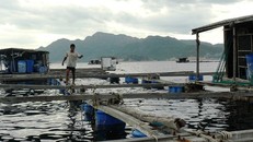 Một bè nuôi tôm hùm trên đảo Bình Ba