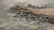 Cá chết dạt vào bờ ngày càng nhiều.