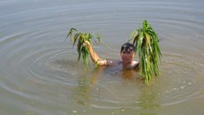 Gần 150 ha lúa bị ngập nặng, có khả năng mất trắng