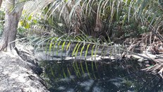 Con kênh cống Hội Đồng Nguyên qua nhiều lần nạo vét vẫn ô nhiễm nặng.