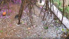 Trận mưa lớn kèm mưa đá bất ngờ đổ xuống TP. Đà Lạt chiều 18/5