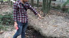 Trang trại nuôi heo của ông Kiểm gây ô nhiễm môi trường. 