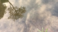 Nhiều loại cá khe chết được phát hiện ở một con suối gần động Thiên Đường