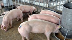 Tại nhiều địa phương giá thịt lợn đã chạm mốc 50.000 đồng/kg