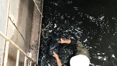 Công nhân vớt lượng lớn rác từ dưới cống lên.