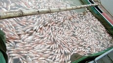 Cá lồng ở huyện Đăk Hà chết hàng loạt. Ảnh: Lương Ý