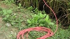 Thi thể người đàn ông ở Cà Mau được phát hiện ở ruộng lúa sau nhà. (Ảnh minh họa)