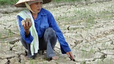 Bà Nguyễn Thị Lý (thôn Yên Bình, xã Quảng Yên, Quảng Xương) lo lắng bên cánh đồng khô khốc, nứt nẻ. Ảnh: Trần Hữu Dụng