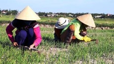 Hơn 800ha lúa HT thiếu nước nghiêm trọng