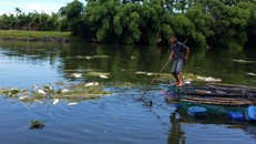 Cá nuôi lồng trên sông Bồ chết la liệt trong những ngày qua khiến hàng loạt hộ nuôi cá trắng tay. 