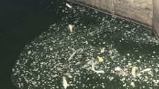 Nhiều loài cá bị chết phơi trắng bụng, bốc mùi hôi thối