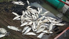 Hàng tạ cá lồng chết trắng mặt nước
