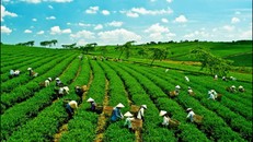 Nhiều loại phí, lệ phí trong nông nghiệp đã được bãi bỏ 