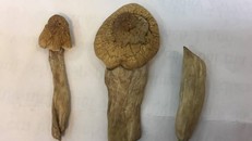 Bộ Công an xác minh ‘nấm thần’ chứa ma túy