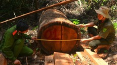 Nhiều cây gỗ tự nhiên bị đốn hạ không thương tiếc. Ảnh: Ngọc Phó