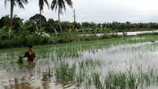 Lũ ở ĐBSCL đang lên rất nhanh, dự báo đỉnh lũ chính vụ ở mức báo động 2, xuất hiện vào nửa đầu tháng 10, có nguy cơ gây thiệt hại đến sản xuất nông nghiệp