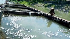 Nhiều gia đình ở huyện Thanh Thủy rơi vào cảnh trắng tay, mắc nợ vì cá lồng liên tiếp chết hàng loạt.