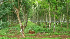 Cựu Giám đốc Sở Địa chính tỉnh Bình Dương bị truy tố vì bán 658ha cao su