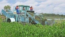 Ảnh minh họa vớt lục bình trên sông