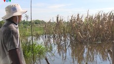 Anh Ngô Thanh Mộng ngán ngẩm nhìn những cây mía của mình bị ngập nước